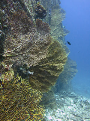 similan226.jpg