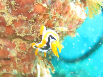 anilao138.jpg