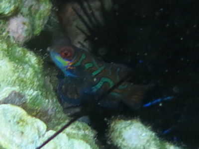 anilao164.jpg