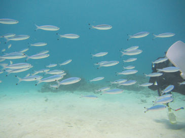 ishigaki136.jpg