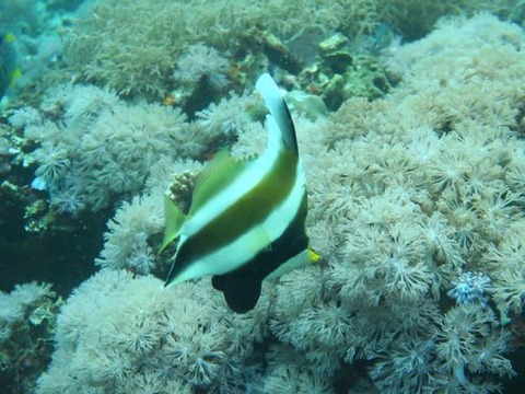 anilao242