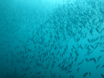 Maldives5h1.jpg