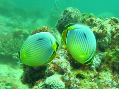 Maldives537.jpg