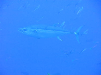 palau2A8.jpg