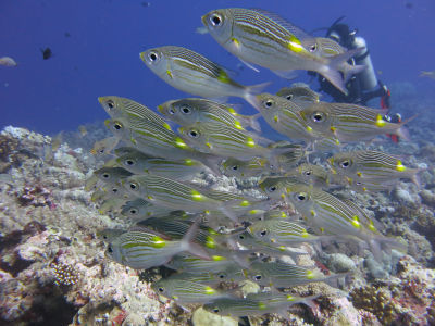 palau266.jpg