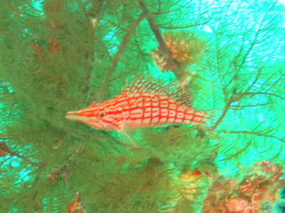 anilao160.jpg