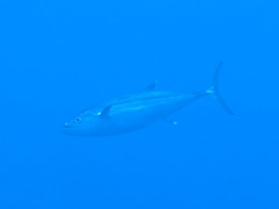 similan234.jpg