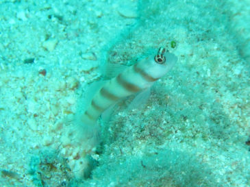 ishigaki129.jpg