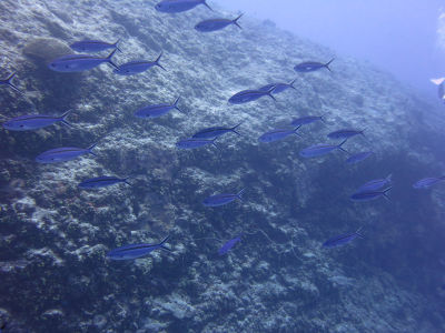 palau297.jpg