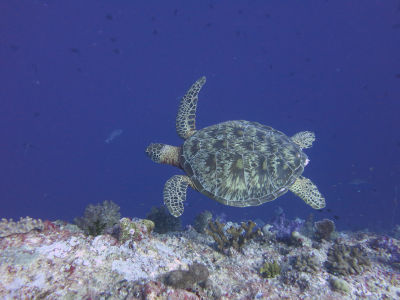 palau281.jpg