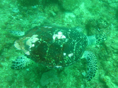 Maldives540.jpg