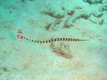 ishigaki148.jpg