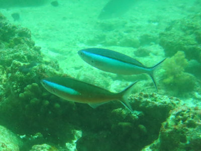 Maldives536.jpg