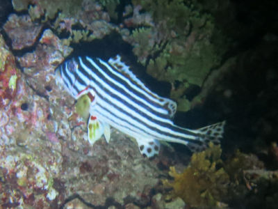 similan236.jpg