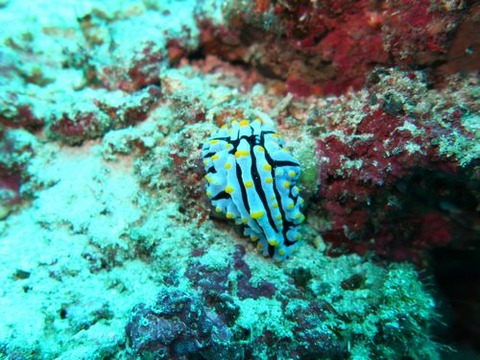 anilao226