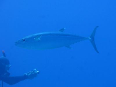 okinawa927.jpg
