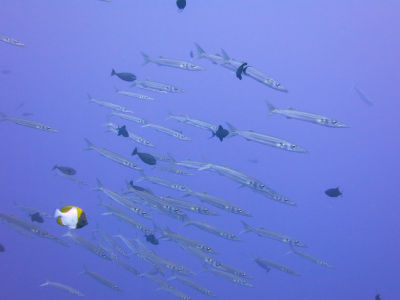 palau262.jpg