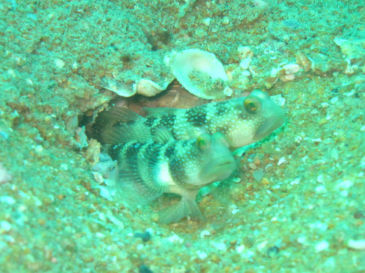 similan162.jpg
