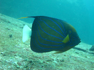 similan129.jpg