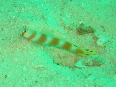 Maldives530.jpg