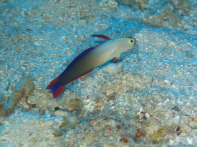 palau246.jpg