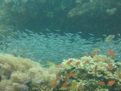 anilao130.jpg