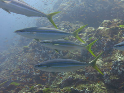 similan252.jpg