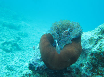 okinawa803.jpg