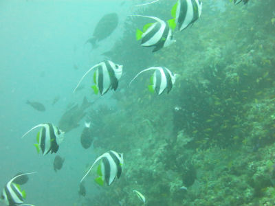 Maldives5i1.jpg