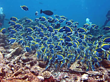 maldives2A8.jpg