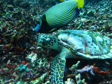 similan142.jpg