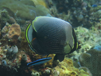 palau2A4.jpg