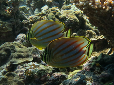 palau2A1.jpg