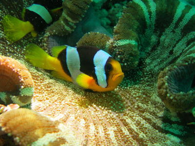 Maldives543.jpg