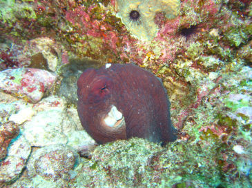 similan145.jpg