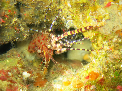 anilao127.jpg