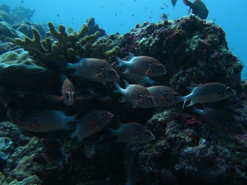 maldives6a2.jpg