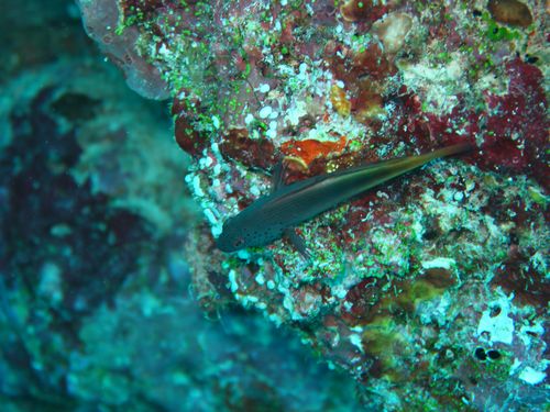 maldives685.jpg