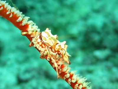 anilao140.jpg