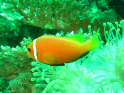Maldives529.jpg
