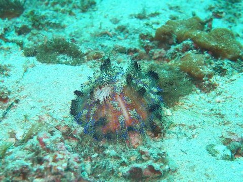 anilao238