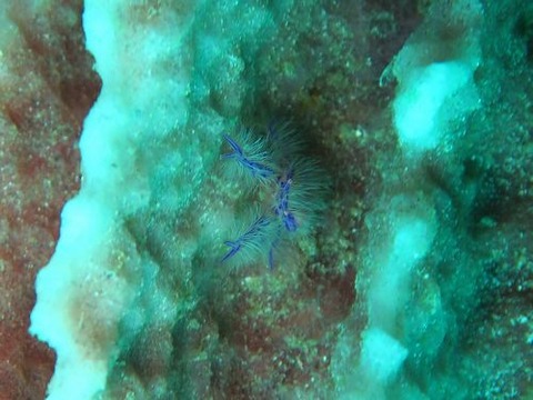 anilao241