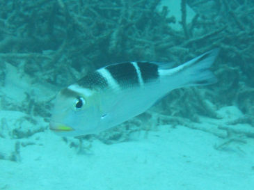 ishigaki126.jpg