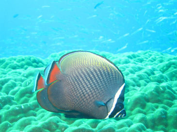 similan155.jpg