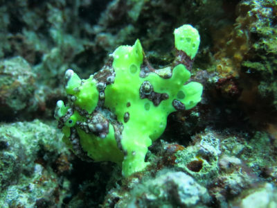 moalboal121.jpg