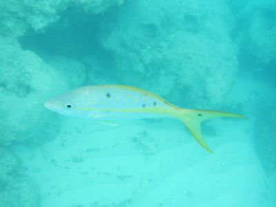 DCL156.jpg