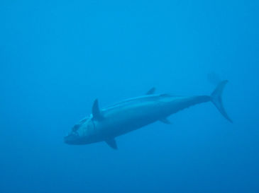 maldives4B3.jpg