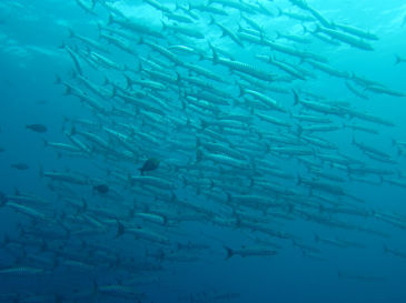 similan153.jpg