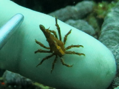 anilao137.jpg
