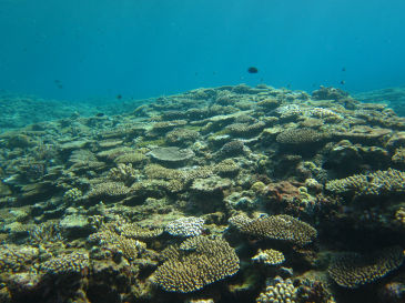 okinawa703.jpg